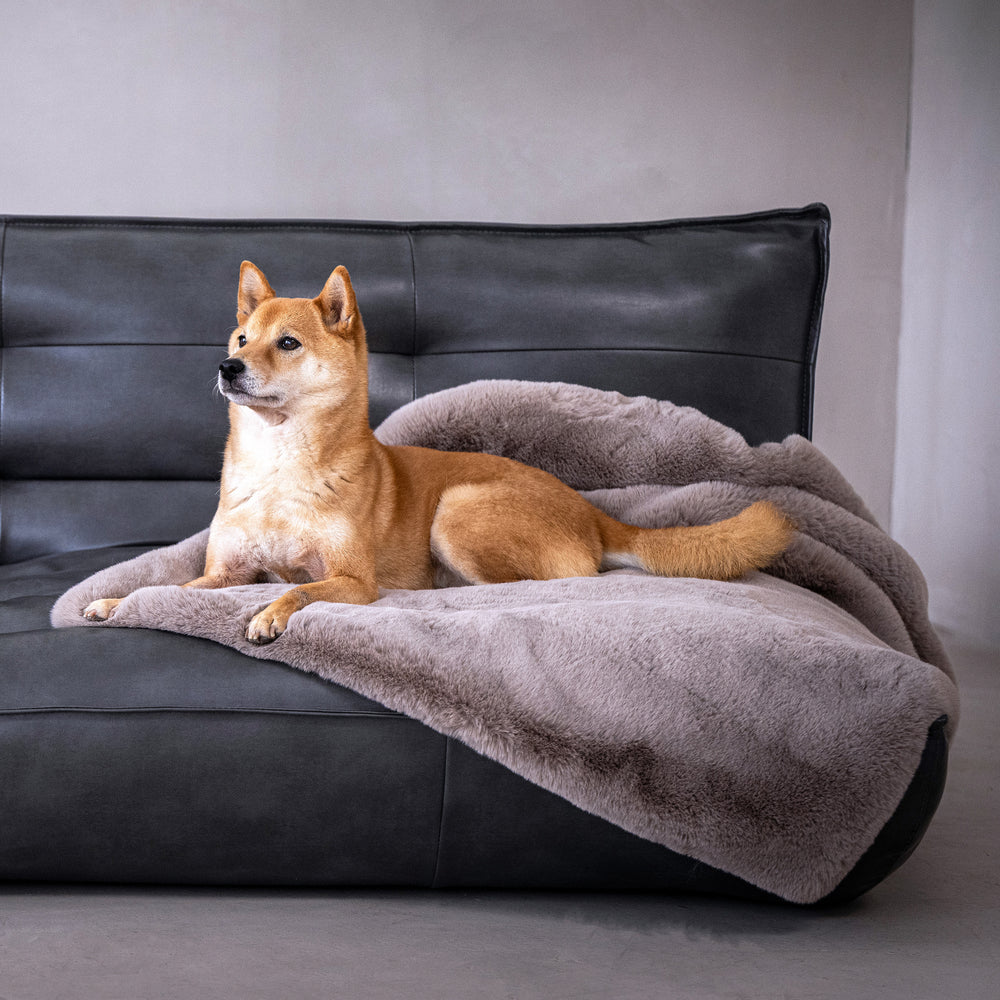 Shiba Inu sitzt entspannt auf grauem Sofa, bedeckt mit flauschiger Luxus-Kuscheldecke SOFT AFFAIR.