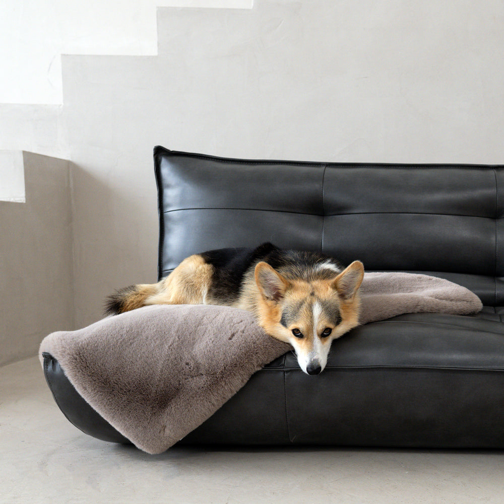 Corgi auf modernem Sofa mit grauer Kuscheldecke SOFT AFFAIR, gemütliche Wohnatmosphäre.