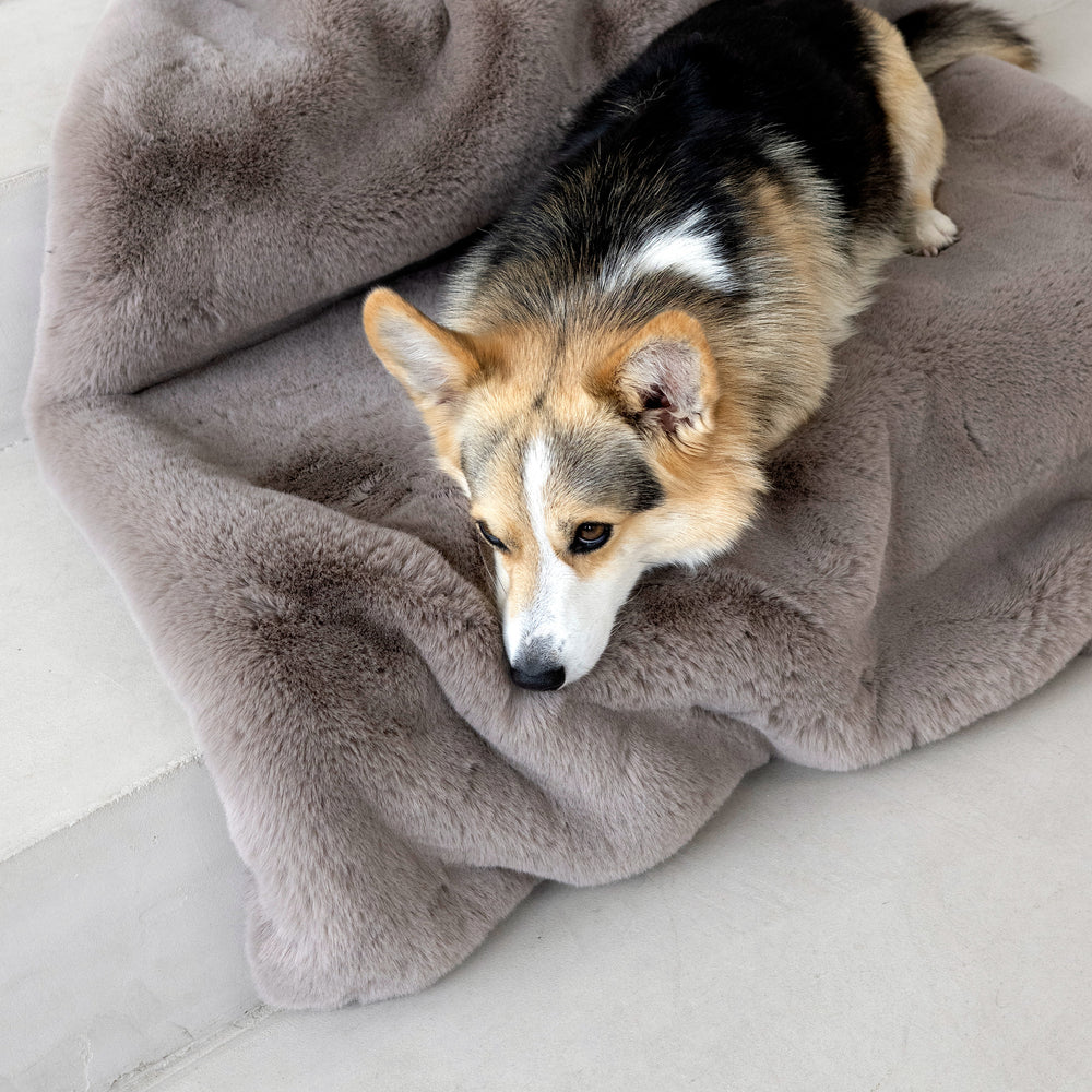 Entspannter Corgi auf grauer Kuscheldecke SOFT AFFAIR in hellem Hintergrund. Ideal für Gemütlichkeit und Stil.