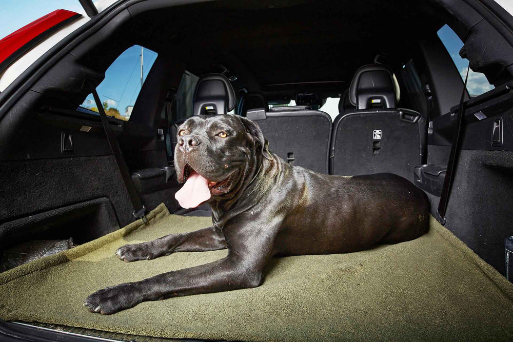 Schwarzer Hund entspannt auf grüner Multifunktions-Decke TEDDY im Kofferraum eines Fahrzeugs.