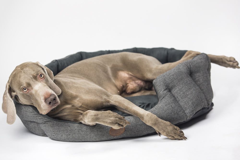 Weimaraner-Hund entspannt in ovalem Komfortbett JOSI mit grauer Polsterung und strukturiertem Außenrand.