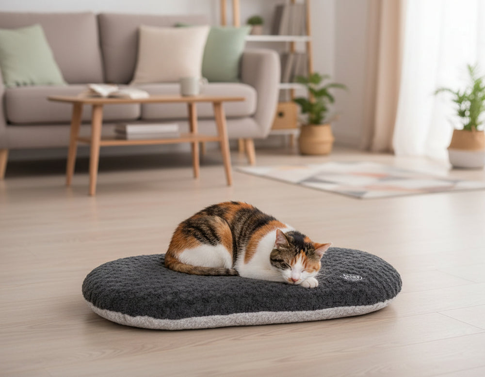 Gemütliche Katze liegt auf ovalem, dunkelgrauem Kissen SEOLI in modernem, einladendem Raum mit Sofa und Pflanzen.