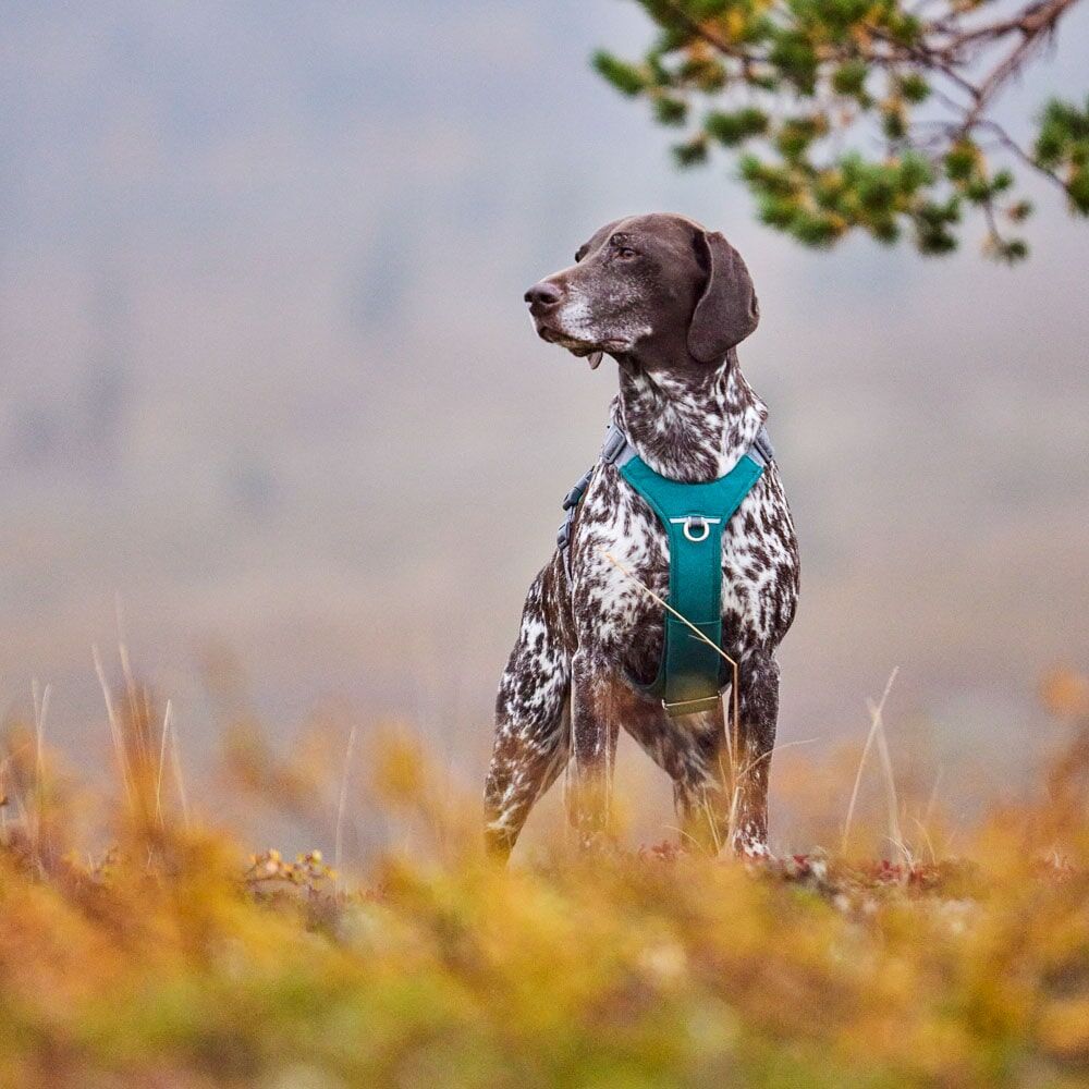 Hundegeschirr Rover Harness – zusätzliche Produktansicht 5