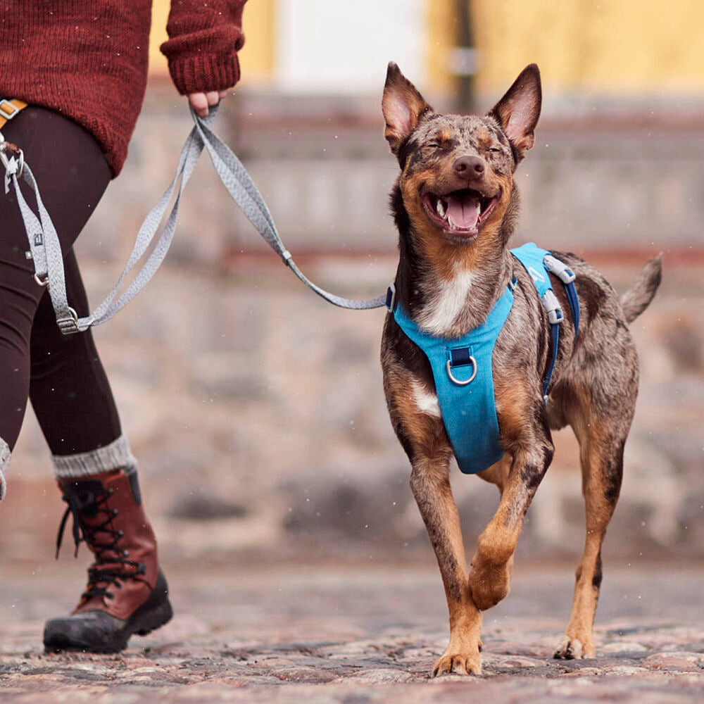 Hundegeschirr Safeguard Harness ECO – zusätzliche Produktansicht 5