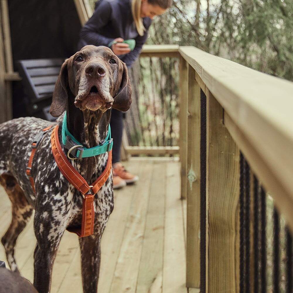 Hundegeschirr Casual Y-Harness ECO – zusätzliche Produktansicht 3