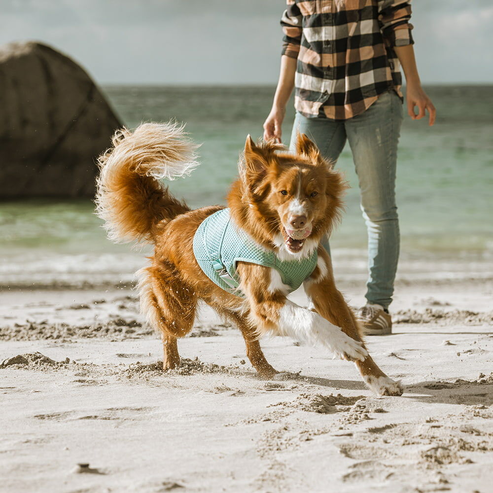 Kühlweste für Hunde – zusätzliche Produktansicht 8