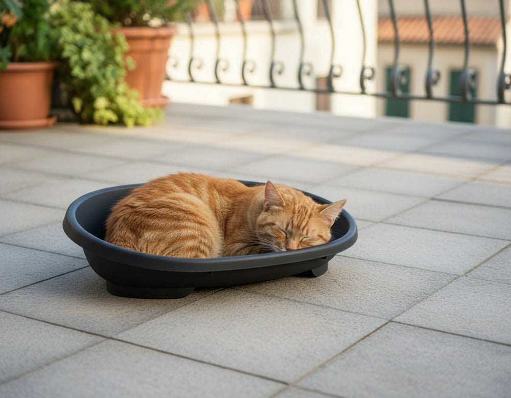 Orangegestreifte Katze schläft entspannt in schwarzem, rundem Katzenbett, umgeben von Pflanzen auf dem Balkon.