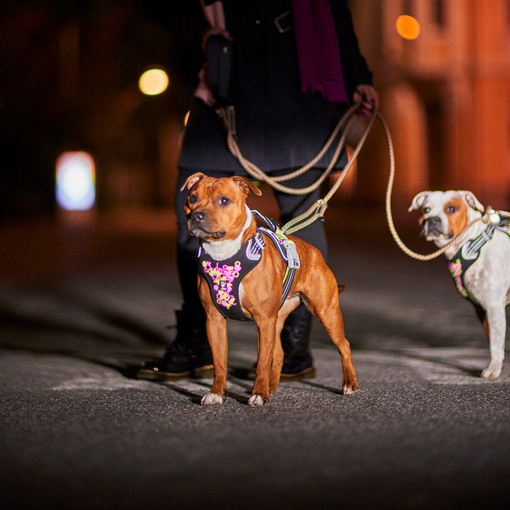 Hundegeschirr Weekend Warrior Harness II – zusätzliche Produktansicht 2