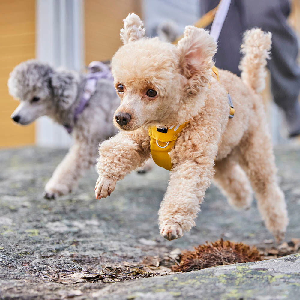 Hundegeschirr Seeker – zusätzliche Produktansicht 2
