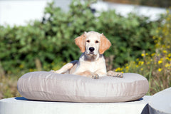Hund auf rundem Kissen der LUNA LOUNGE SET - SMOOTH im sonnigen Garten mit Pflanzen und gelben Blumen im Hintergrund.
