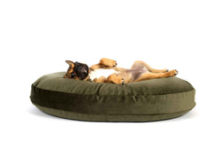 Hund entspannt auf olivgrünem Hundebett im LUNA LOUNGE SET - OXFORD, Beine in die Luft gestreckt. Weißer Hintergrund.