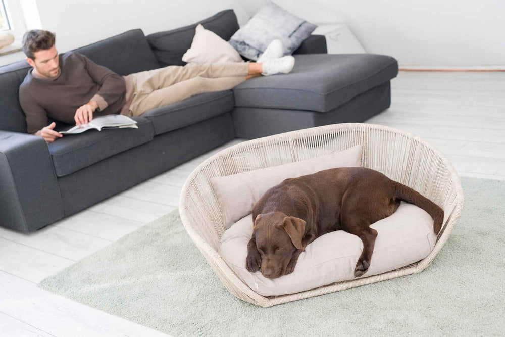 Brauner Hund entspannt auf dem VOGUE Design-Hundebett SMOOTH in modernem Wohnraum mit relaxedem Mann und stilvollem Interieur.