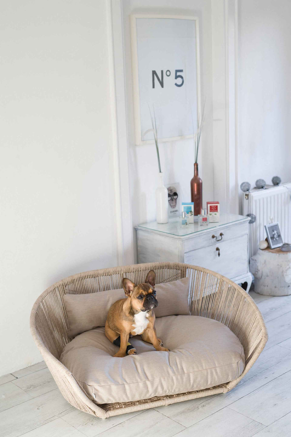 Brauner Hund im runden, geflochtenen VOGUE-Hundebett SMOOTH vor heller Wand, aufmerksam und entspannt.