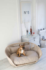 Brauner Hund im runden, geflochtenen VOGUE-Hundebett SMOOTH vor heller Wand, aufmerksam und entspannt.