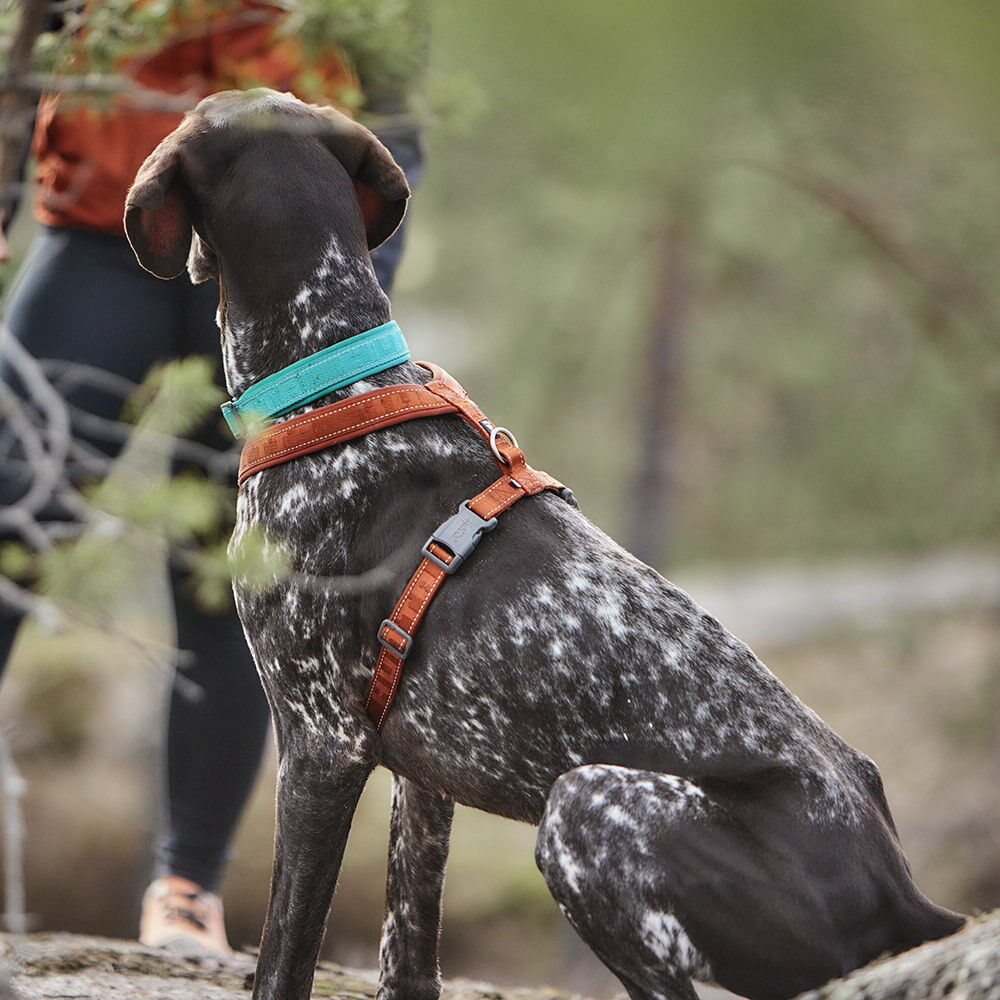 Hundegeschirr Casual Y-Harness ECO – zusätzliche Produktansicht 4