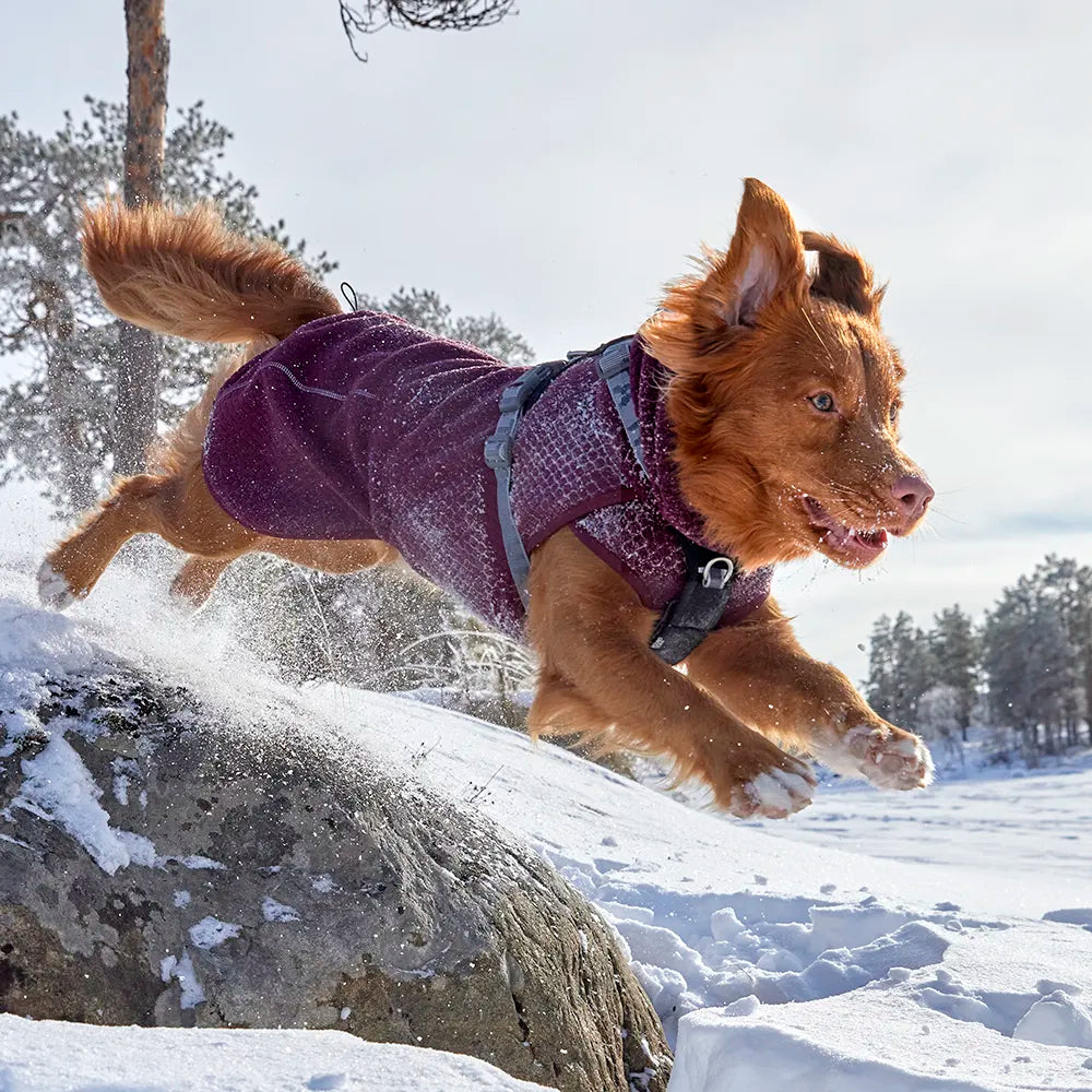Brauner Hund in lila Hundejacke springt durch schneebedeckte Landschaft mit Bäumen.