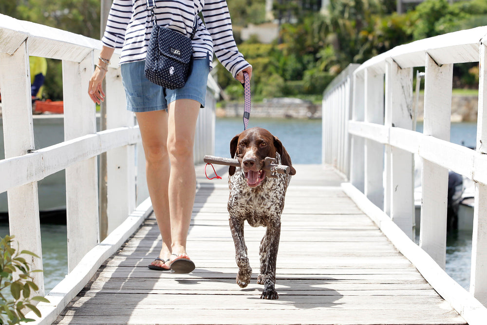 "Person geht mit fröhlichem Hund an DOOG Neoprenleine entlang einem Holzsteg mit Wasser und grüner Vegetation im Hintergrund."