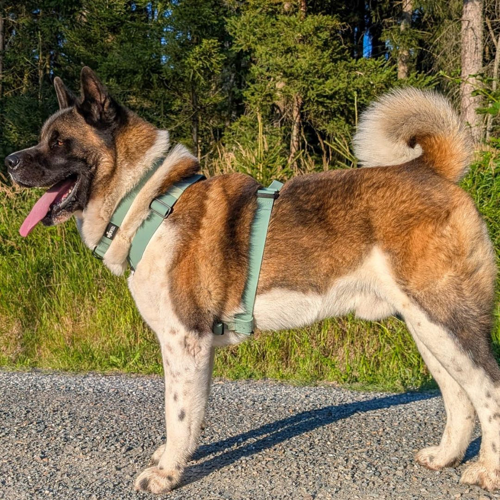 Akita-Hund im hellgrünen WOOFLEX® Geschirr auf Kiesweg, umgeben von grüner Vegetation. Robust und wasserfest.
