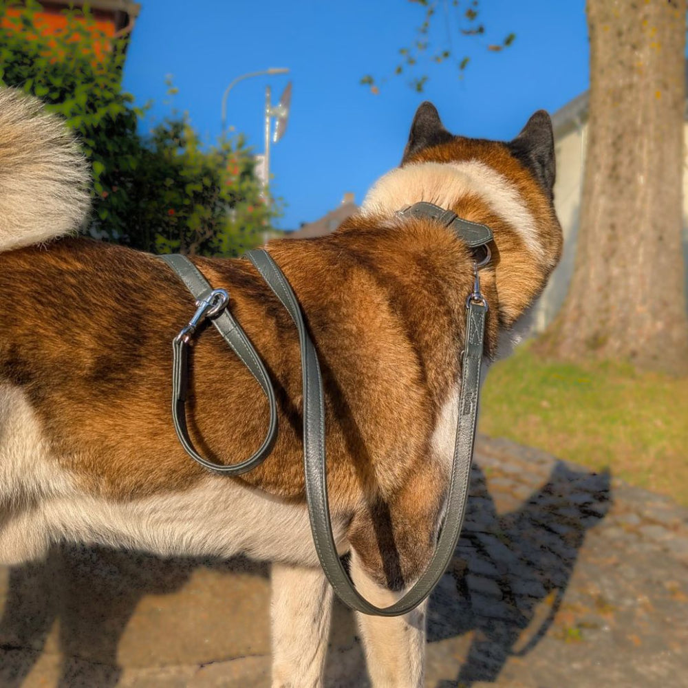 Akita-Hund mit Leder Führleine Classic Soft im Freien, vor Straße und Baum, bei sonnigem Wetter.