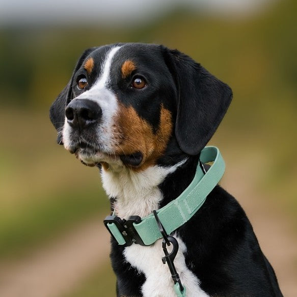 Hund mit verstellbarem Halsband WOOFLEX® in hellblau, aufmerksam in die Ferne schauend, vor unscharfem Naturhintergrund.
