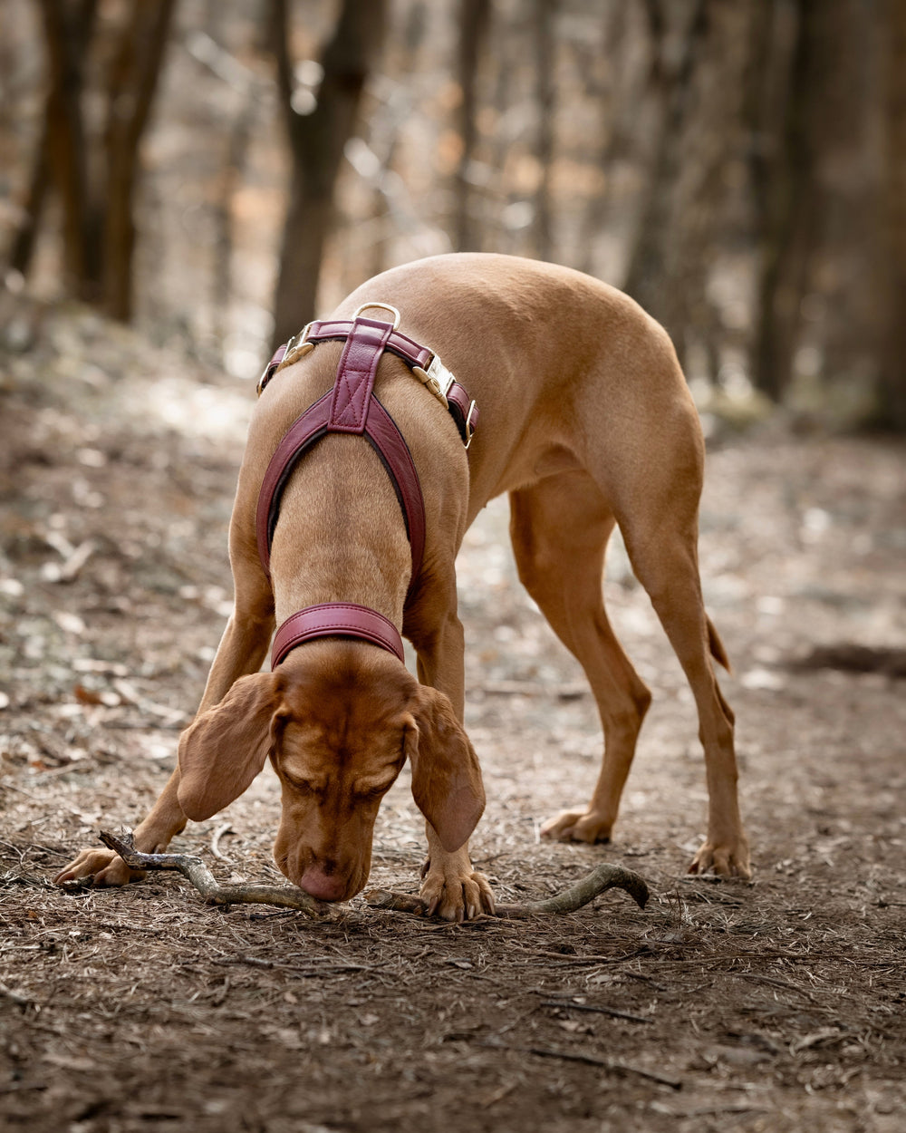 Sandfarbener Hund mit rotem Geschirr schnüffelt an einem Stock im Wald.