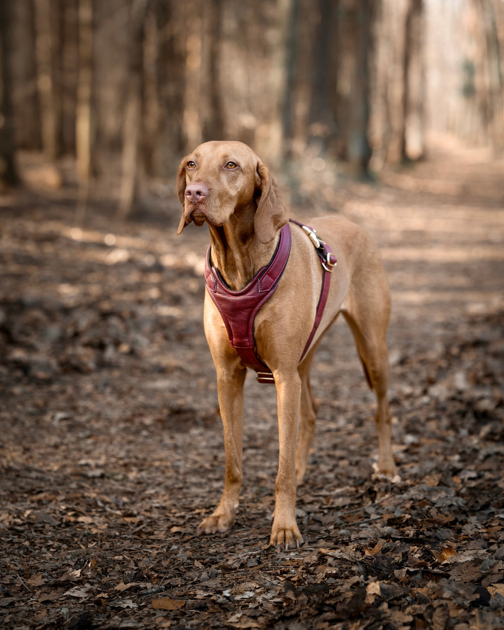 Brauner Vizsla-Hund auf Waldweg mit rotbraunem Ledergeschirr, aufmerksam in die Kamera blickend.