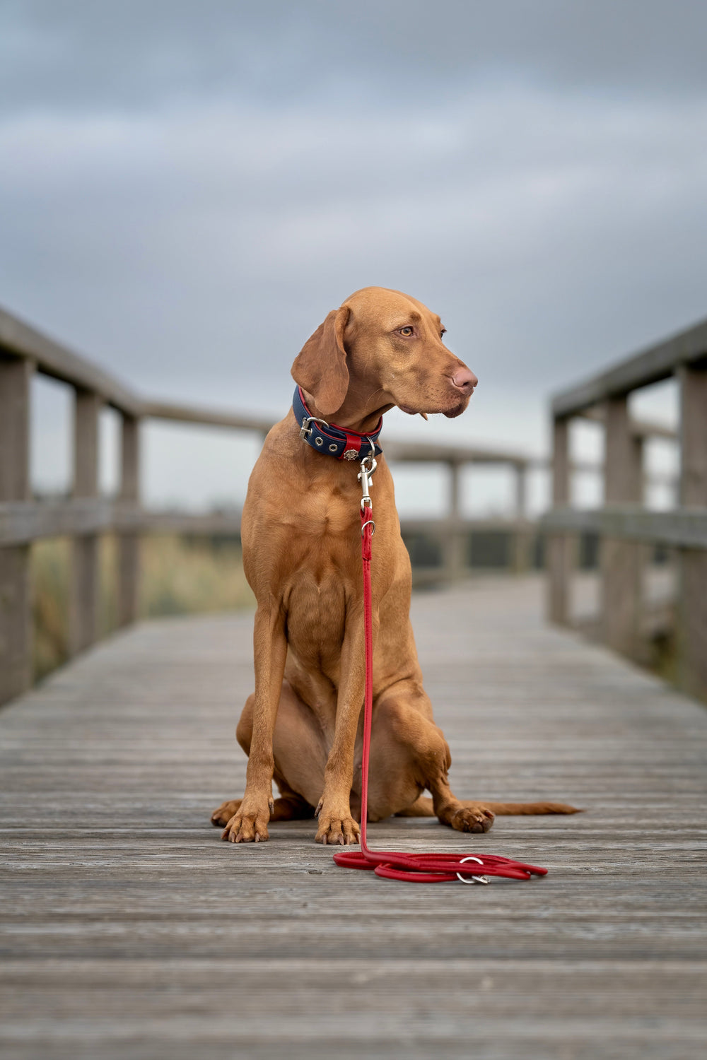 Hund mit goldenem Fell auf Holzsteg, trägt rotes Halsband, Wolkenhimmel im Hintergrund.