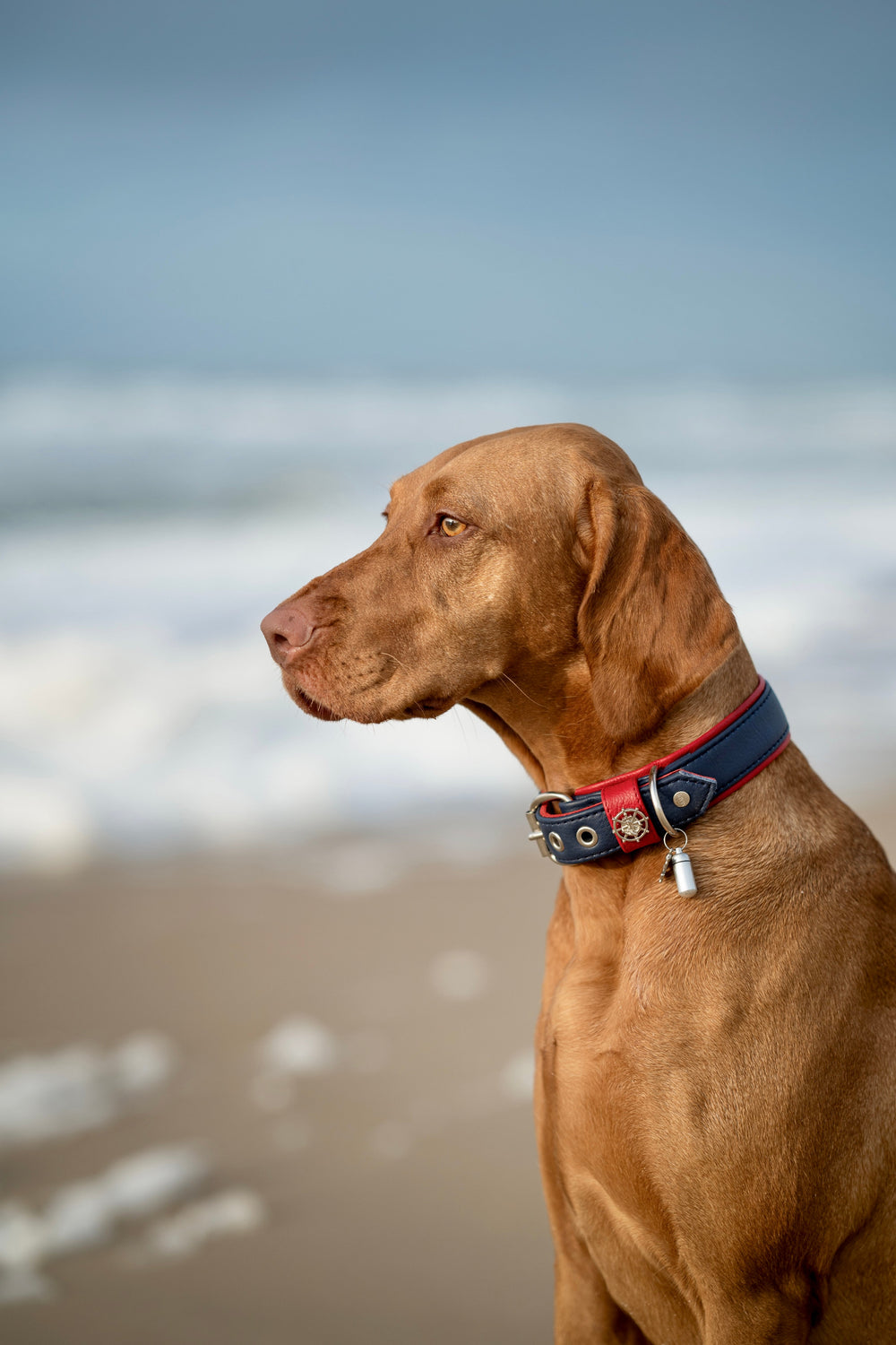 Brauner Hund am Strand mit blauem Halsband und Anhänger, blickt seitlich auf das verschwommene Meer.