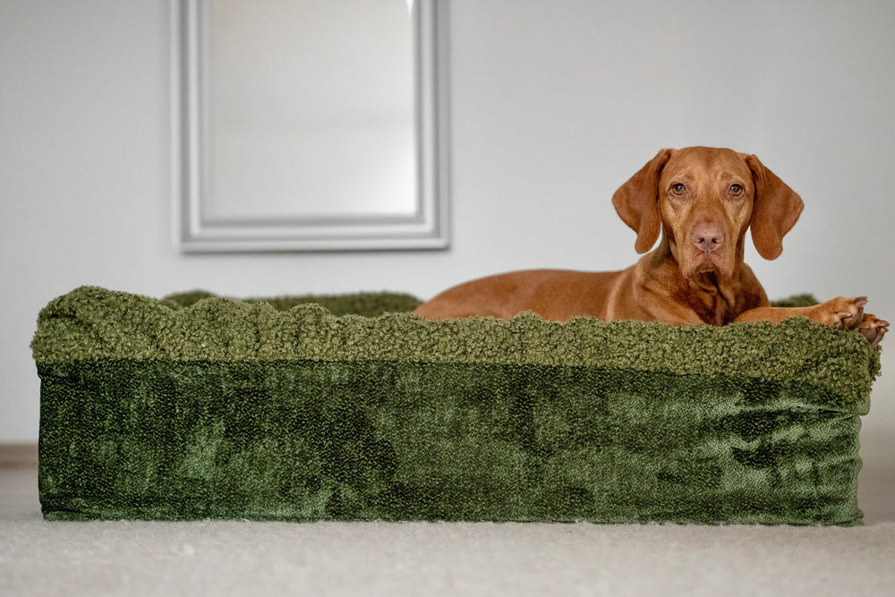 Brauner Hund entspannt auf flauschigem grünen Hundebett Buddelbox® in hellem, neutralem Raum mit Spiegel.