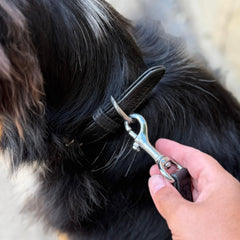 Hund mit schwarzem Halsband und braunen Akzenten, gehalten an der Metallschnalle einer Leder Führleine Classic Soft.
