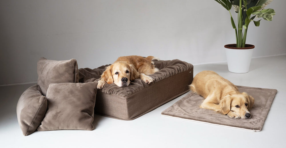 "Zwei Hunde entspannen auf verschiedenen Hundebetten, eines erhöht und gepolstert, das andere flach. Pflanzen im Hintergrund."