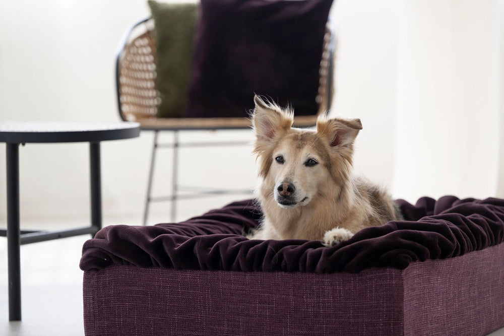 Freundlicher Hund mit strubbeligem Fell in einem dunkelvioletten Hundebett Buddelbox® vor einem Tisch und Stuhl.