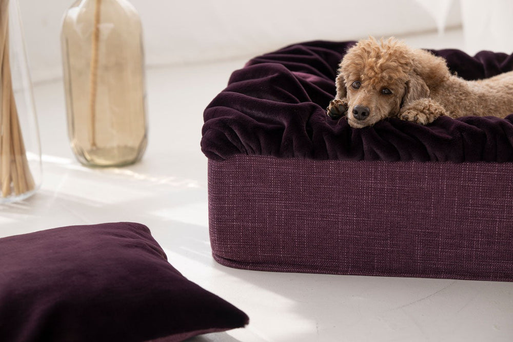 Entspannt schlafender Hund auf samtigem, dunkellila Hundebett Buddelbox® mit erhöhtem Rand und weichem Material.