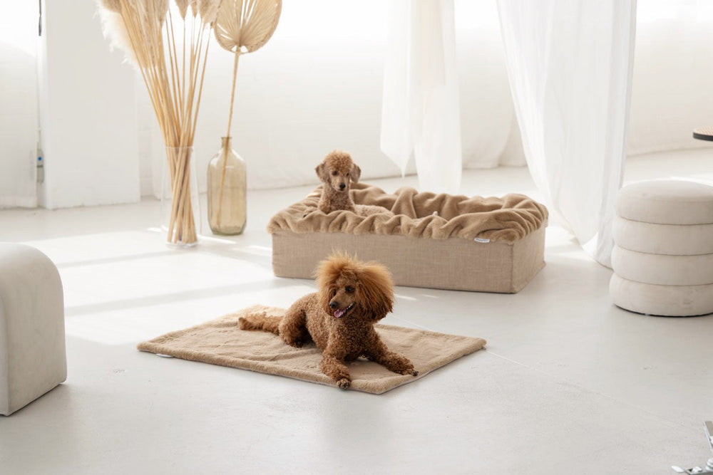 Zwei Pudel entspannen im hellen Raum; einer liegt auf Teppich, der andere sitzt in der beigen Buddelbox® Hundebett.