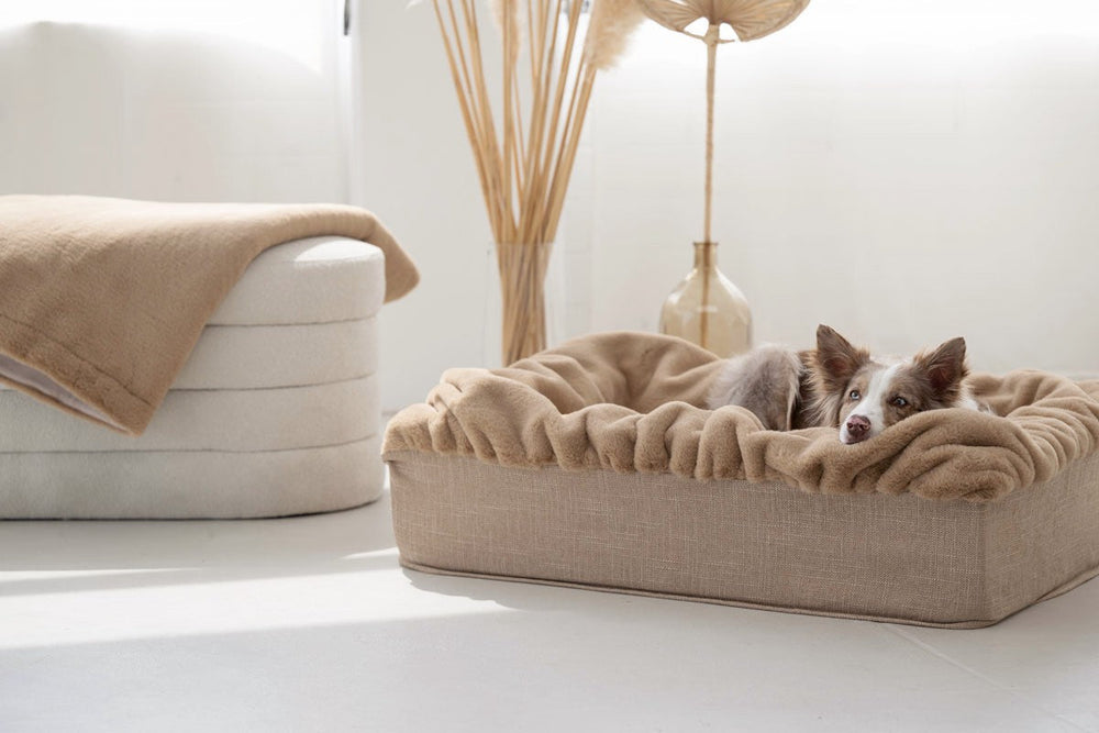 Entspannter Hund im beigen Hundebett Buddelbox® in einem hellen, minimalistischen Raum.