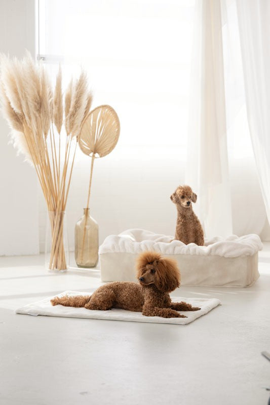 Zwei Pudelhunde entspannen in einem modernen Raum, einer liegt auf einer weißen Unterlage, der andere in einem Hundebett Buddelbox®.