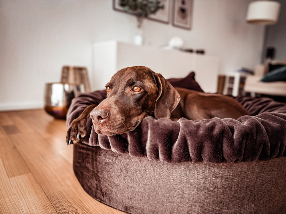 Brauner Hund entspannt in rundem Hundebett Buddelnest® in modernem, hellen Raum.