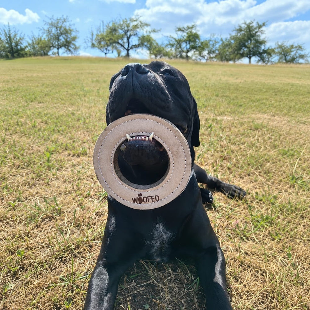 Schwarzer Hund liegt auf Wiese mit runden, natürlichem Spielzeug im Maul und schaut nach oben, umgeben von Bäumen.