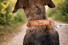 Halsband Premium Zugstopp Dackel