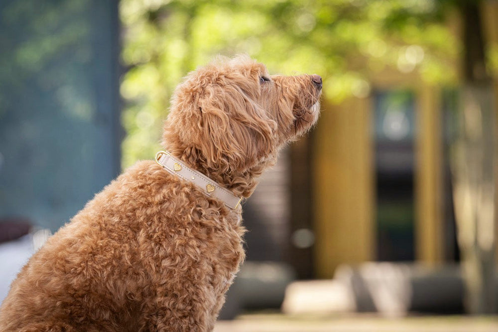 Brauner lockiger Hund mit hellem Halsband und goldenen Details, umgeben von unscharfen grünen Pflanzen.