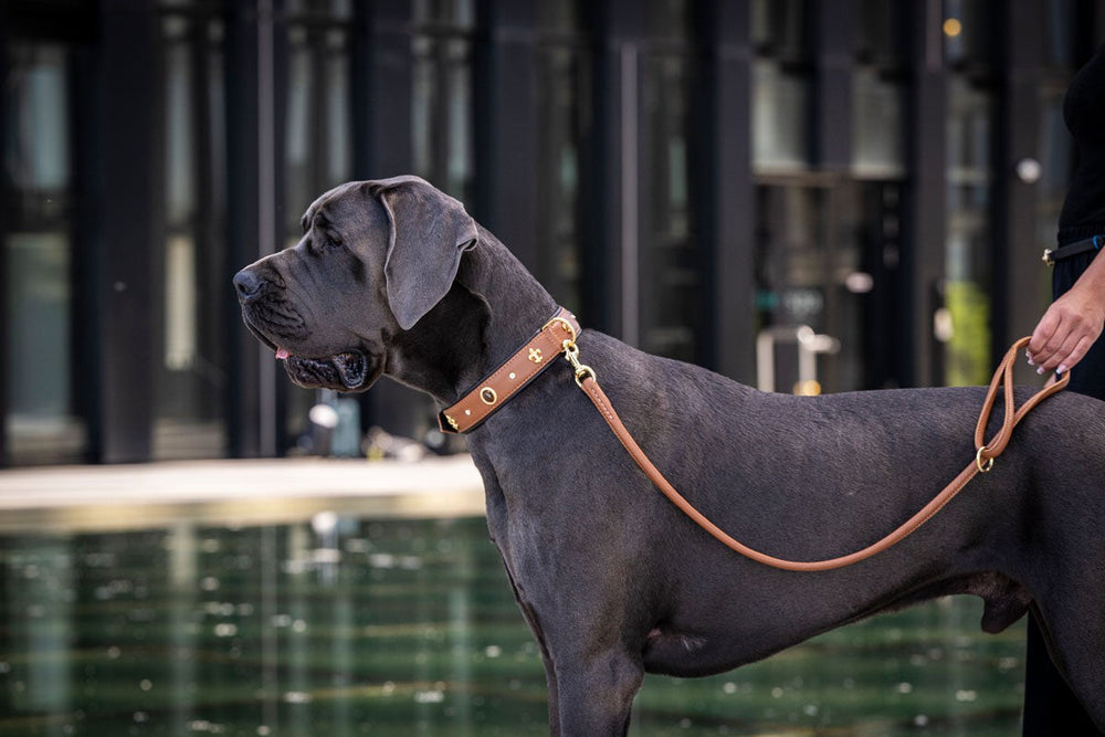 Großer Hund an goldener Cityleine (1,20m), graues Fell, braunes Halsband, steht neben einer Person.