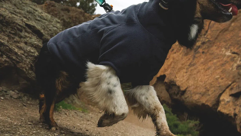 Fröhlicher Hund im dunkelblauen Pulli läuft aktiv auf einem Wanderweg zwischen Felsen und Vegetation.