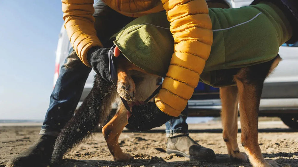 Person legt Hund am Strand wärmenden Mantel an, orangefarbene Jacke und Handschuhe.