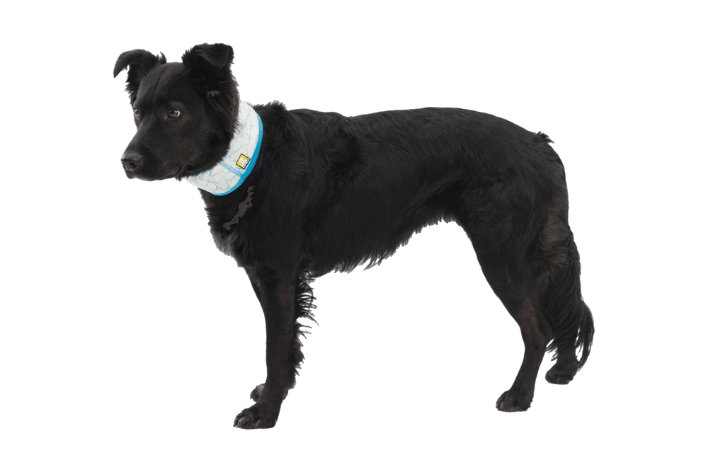 Schwarzer Hund mit hellblauem Halsband, seitlich stehend auf schwarzem Hintergrund, aufmerksam und neugierig.
