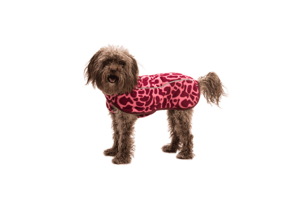 Kleiner Hund in pinkem Leoprint-Outfit lächelt seitlich in die Kamera, perfekt für kalte Tage.