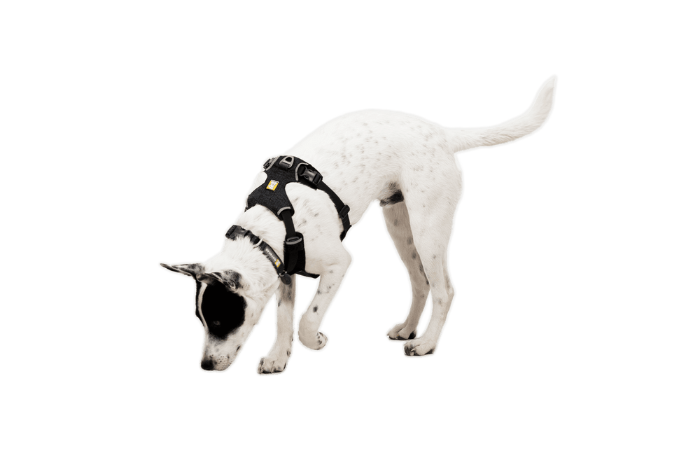 Weißer Hund mit schwarzen Flecken trägt das Front Range® Flex Geschirr und schnüffelt neugierig am Boden.
