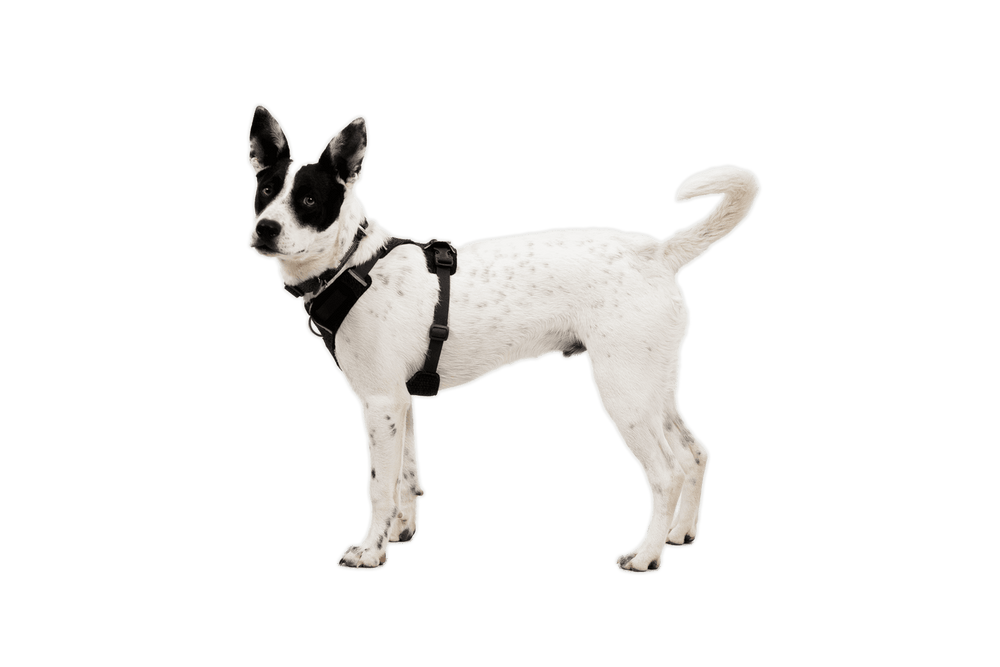 "Ein aufmerksamer Hund mit weißen und schwarzen Flecken trägt das Front Range® Flex Geschirr."