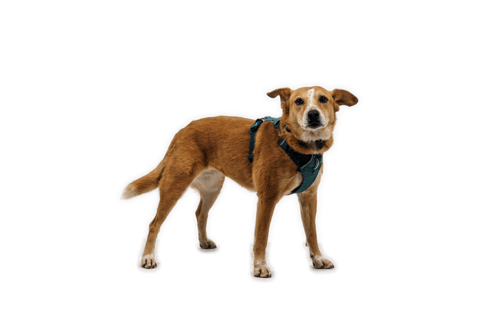 Brauner Hund im Front Range® Flex Geschirr, aufmerksame Augen, vor schwarzem Hintergrund.