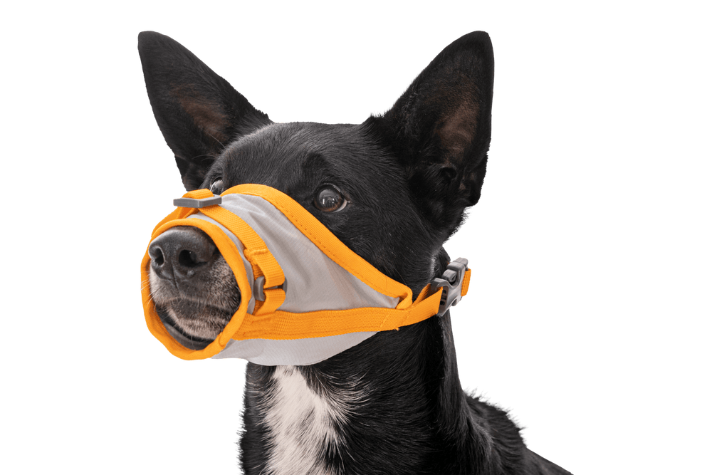 Hund mit hellem Maulkorb und orangefarbenen Akzenten, bereit für Evakuierung – BackTrak™ Evakuierungsset für Hunde.