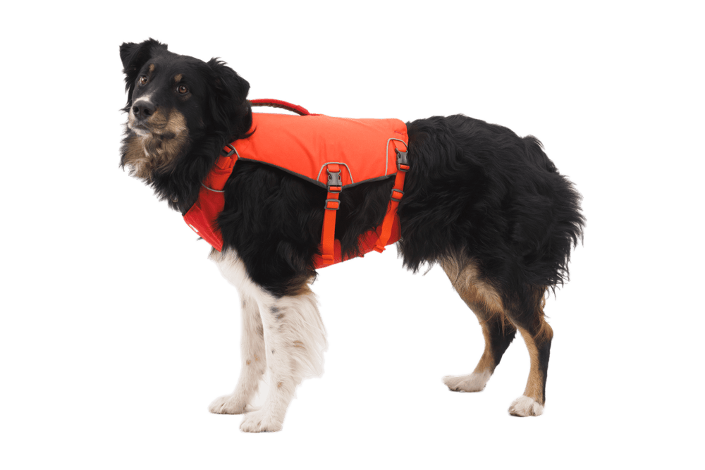 Hund in leuchtend orangefarbener Schwimmweste vor schwarzem Hintergrund, aufmerksam und stolz stehend.